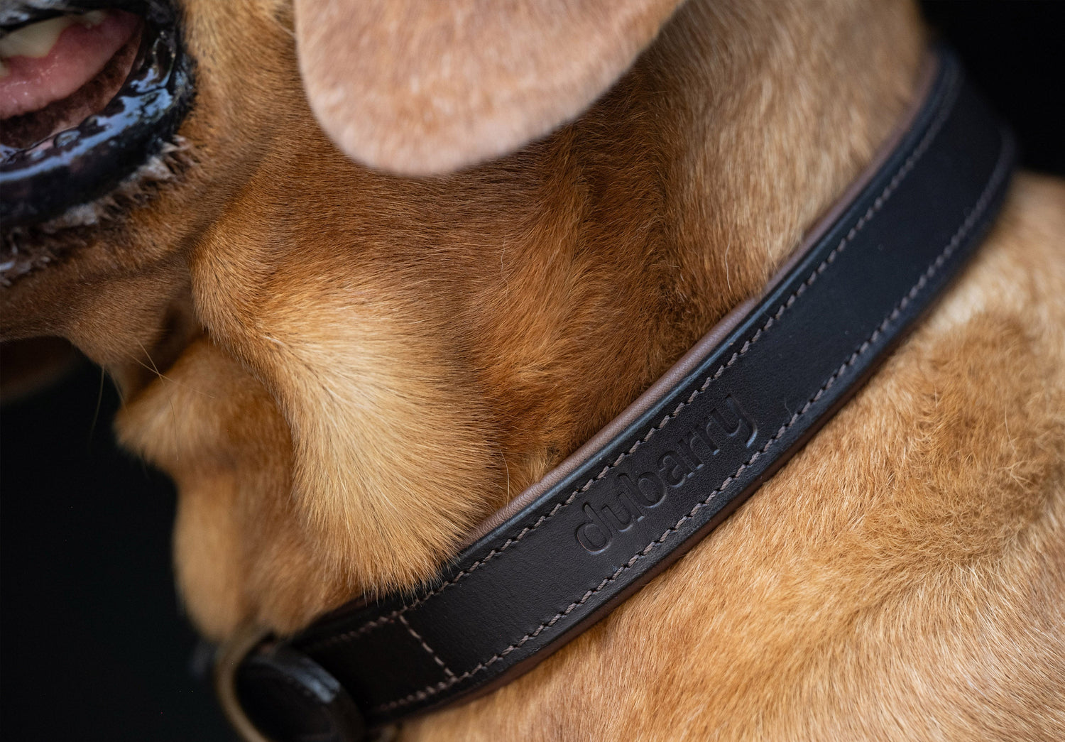AXEL Collier pour chien en cuir - Mahogany